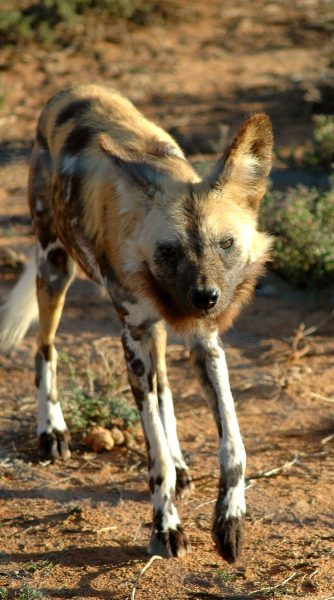 6 wild carnivores of Kenya are the ferocious predators