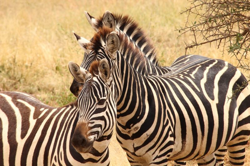 Grevy's zebras in Kenya is numbered to the point of extinction