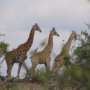 The secrets of giraffe’s circulatory system revealed