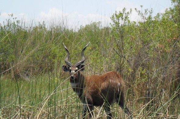 The friendly wild animals of Kenya are the greater kudu and the sitatunga