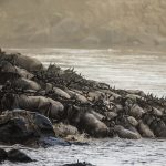 Great plains Mara plains