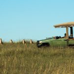 Great plains Mara plains