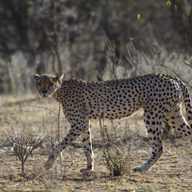 Ilkeliani Mara Camp is nestled in a river glade in Maasai Mara