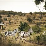 Offbeat Mara Camp