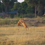 Leaping lions camp chania