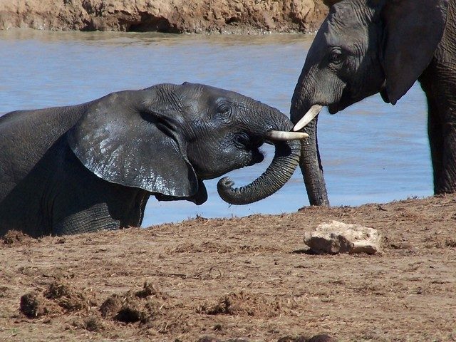 Travel to Kenya to get to know the elephants