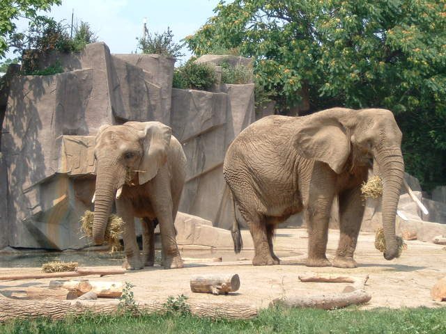 Travel to Kenya to get to know the elephants