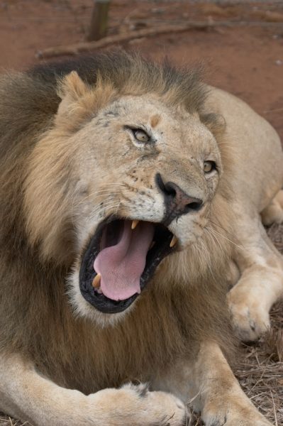 Lion Roaring: What Makes A Lion's Roar So Loud And Intimidating?
