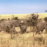 Maasai Mara