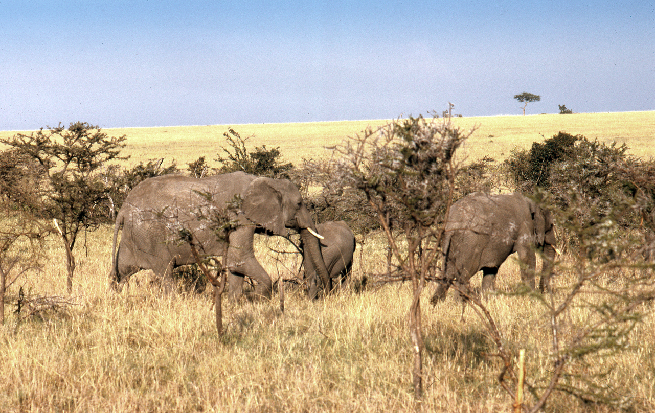 Maasai Mara