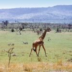 Game drive to Maasai Mara