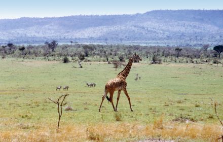 Game drive to Maasai Mara