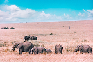 Kenya wildlife safari