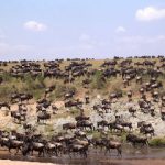 Kenya wildlife safaris