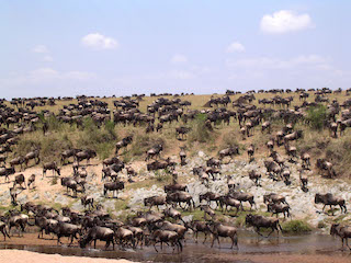 Kenya wildlife safaris