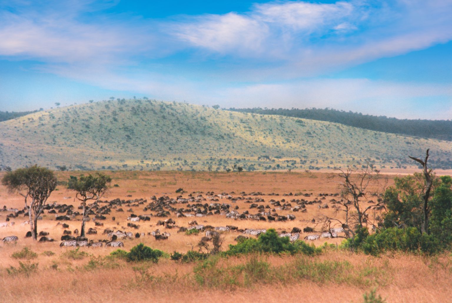 Masai tribe