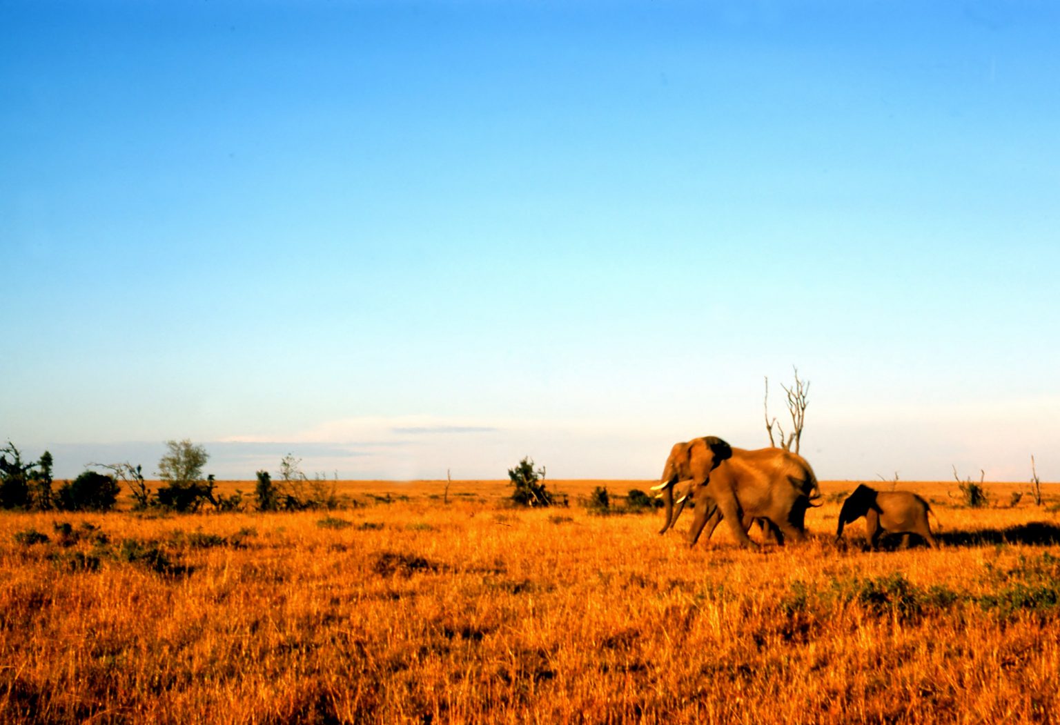 Wildlife safari