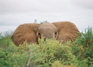 Game drive to Masai Mara