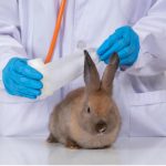 Animal Testing: Environmental Impacts and Human Harms