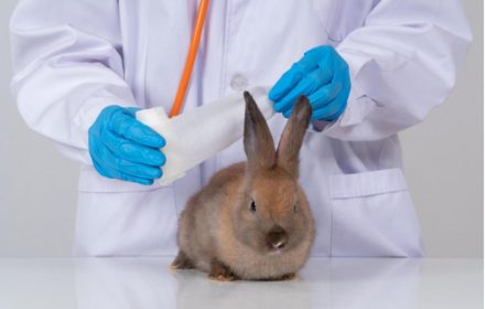 Animal Testing: Environmental Impacts and Human Harms