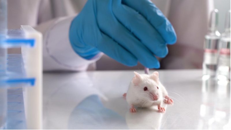 Animal Testing: Environmental Impacts and Human Harms